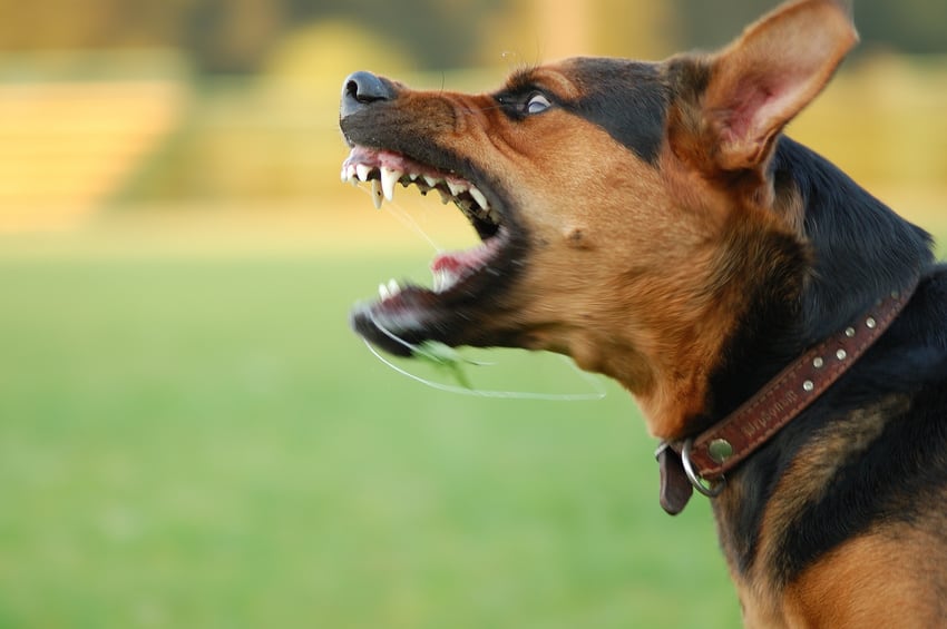 Read more about the article Everything Dog Bite Victims Must Know about Owner Liability Laws in Georgia