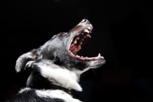 black and white dog with mouth open showing teeth